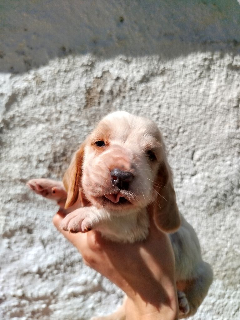 Des Contrées Alpines - Chiots disponibles - Basset Hound