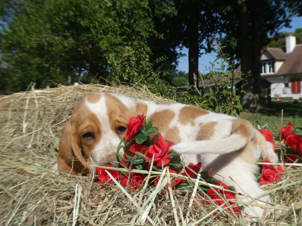 Des Contrées Alpines - Chiots disponibles - Basset Hound