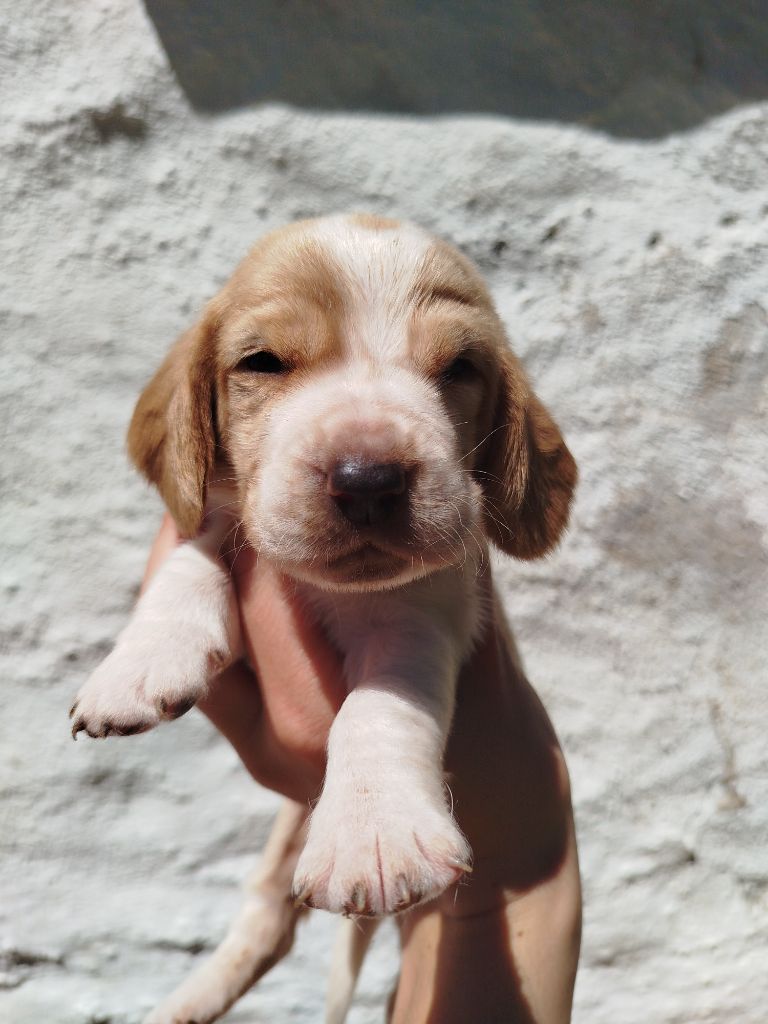 Des Contrées Alpines - Chiots disponibles - Basset Hound
