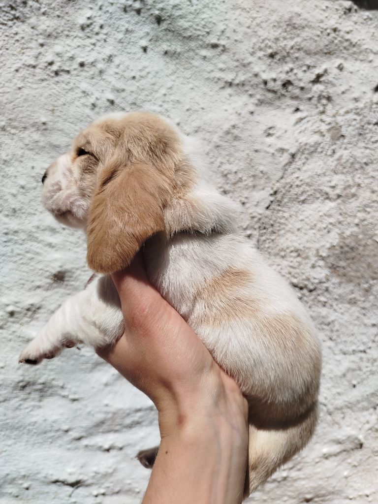 Des Contrées Alpines - Chiots disponibles - Basset Hound