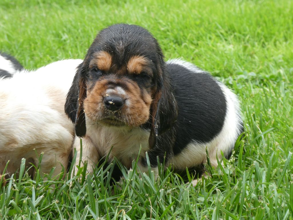 Des Contrées Alpines - Chiots disponibles - Basset Hound