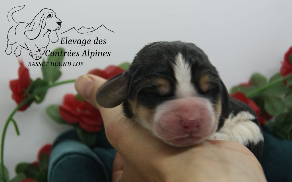 Des Contrées Alpines - Chiots disponibles - Basset Hound