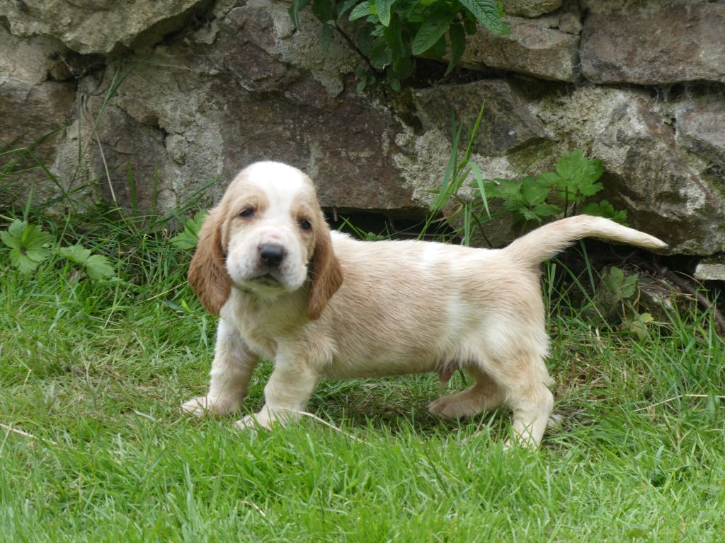 Des Contrées Alpines - Chiots disponibles - Basset Hound